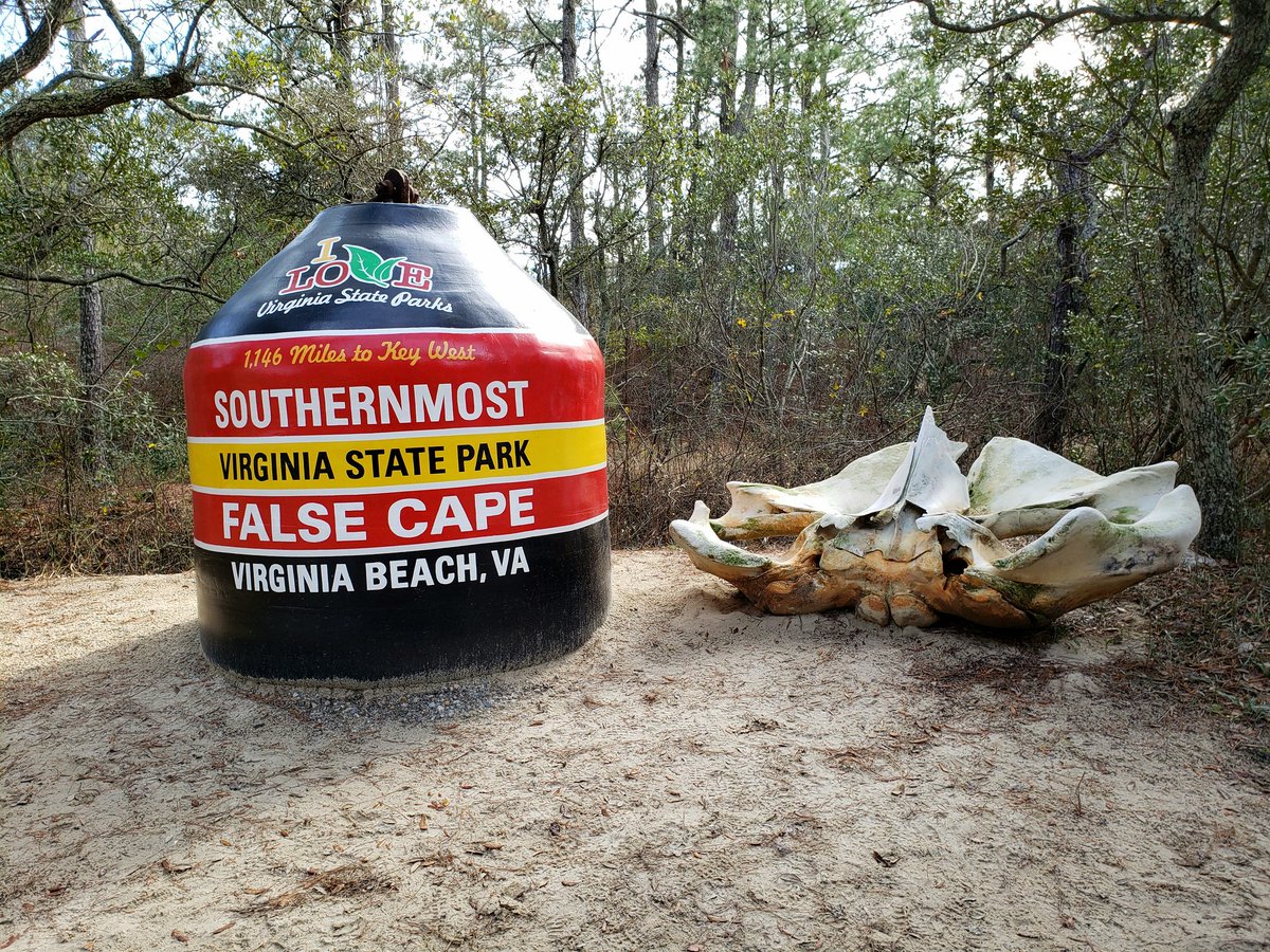 AlliCat757's tweet photo. @BirdIzLife #FalseCapeStatePark was my hardest location to get to. It is a 5 mile hike through #BackBayNWR just to get to the entrance &amp; trams are hard to get. Absolutely beautiful. Tons of water fowl in winter including tundra swans!

#VirginiaBeach #Virginia https://t.co/mYNhNQUhP7