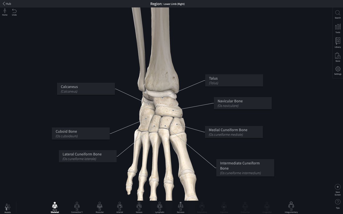 CompleteAnatomy's tweet photo. Opening up number 7 on our #10daysofCA advent calendar we have a look at 7 Tarsal Bones detailed with its appropriate orientation and anatomical relationships 🦶 https://t.co/Gp1Vp7HlcZ