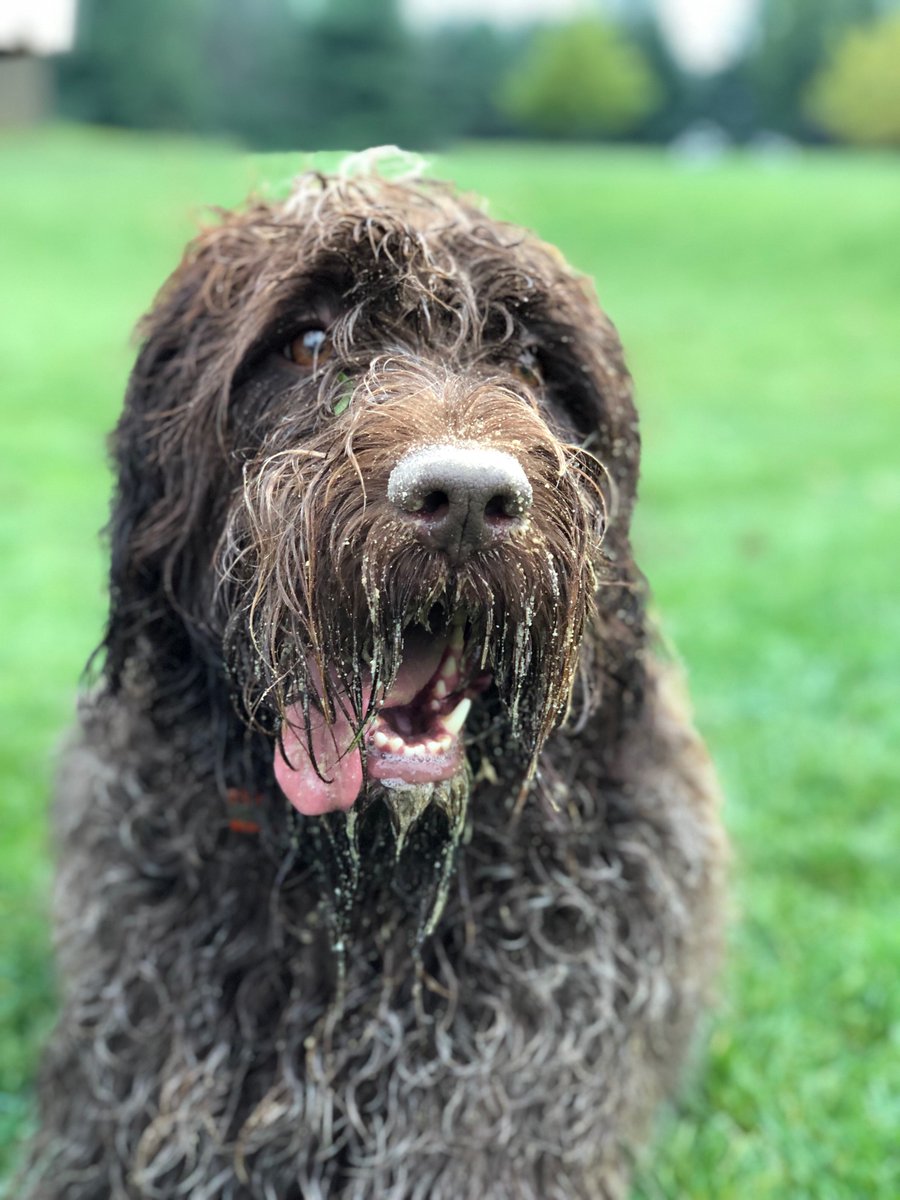 CCOFMDTurf's tweet photo. @BarenbrugUSA My Dog Rosie! She keeps me going on tough days. #makelifebeautiful https://t.co/3OVx5rnd8u