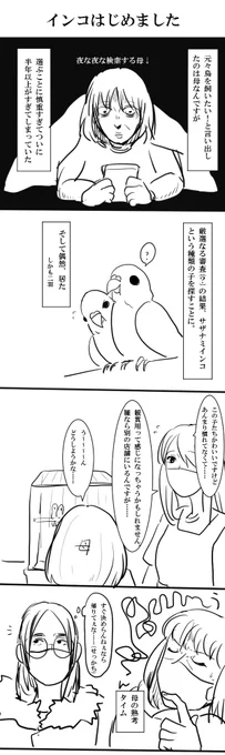 ディルはこんな感じで家にやって来たサザナミインコちゃんです。よろしく。 