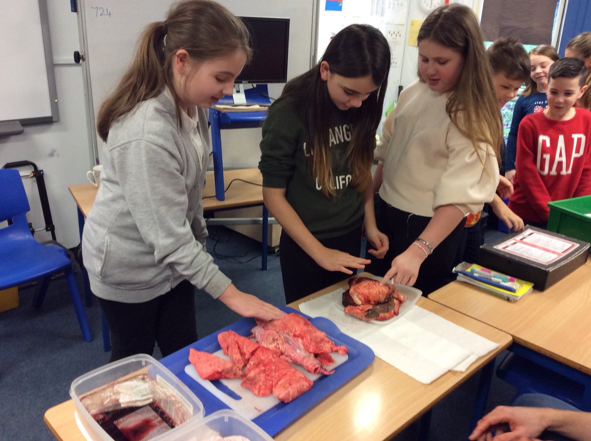 CastlesideSch's tweet photo. Getting up close and personal with the respiratory system #STEM #primarySTEM #primaryscience https://t.co/MNbPvk2Otr