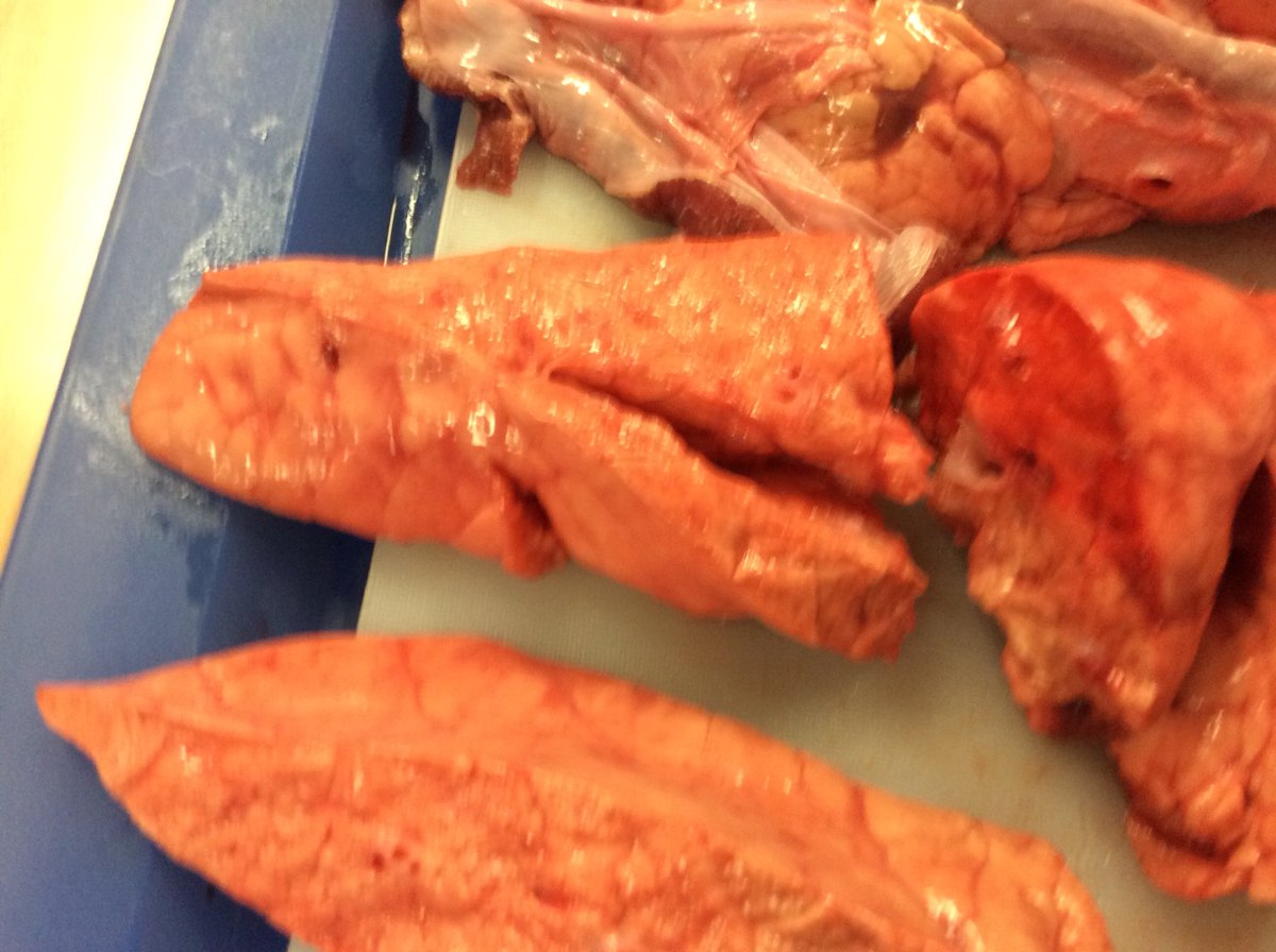 CastlesideSch's tweet photo. Getting up close and personal with the respiratory system #STEM #primarySTEM #primaryscience https://t.co/MNbPvk2Otr