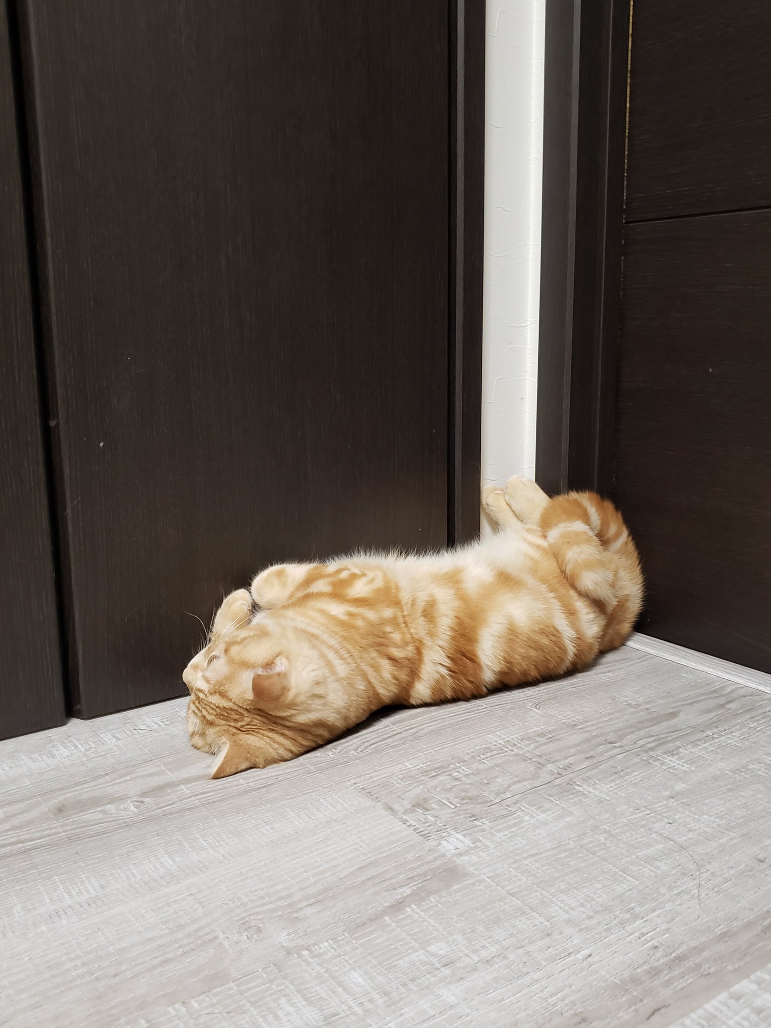 チロルとビビのママ 拗ねる猫 ぷいっ 遊んでくれないならいじけちゃうから 本当にいじけています 猫 拗ねる猫 いじける猫 かまってちゃん 猫好きさんと繋がりたい T Co Ihwejby0kt Twitter チロルとビビのママ 拗ねる猫 ぷいっ 遊んでくれないならいじけちゃうから 本当にいじけています 猫 拗ねる猫 いじける猫 かまってちゃん 猫好きさんと繋がりたい T Co Ihwejby0kt Twitter