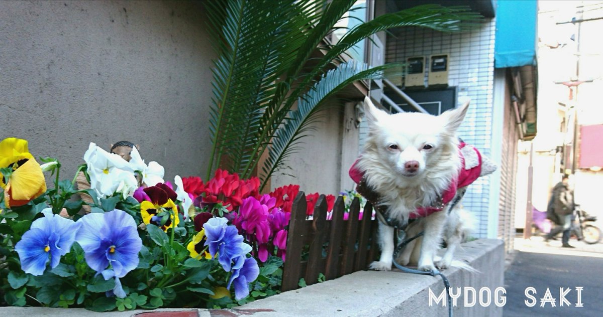 mydog.愛犬🌸　#犬　#StayHome https://t.co/5UXseUGe2X