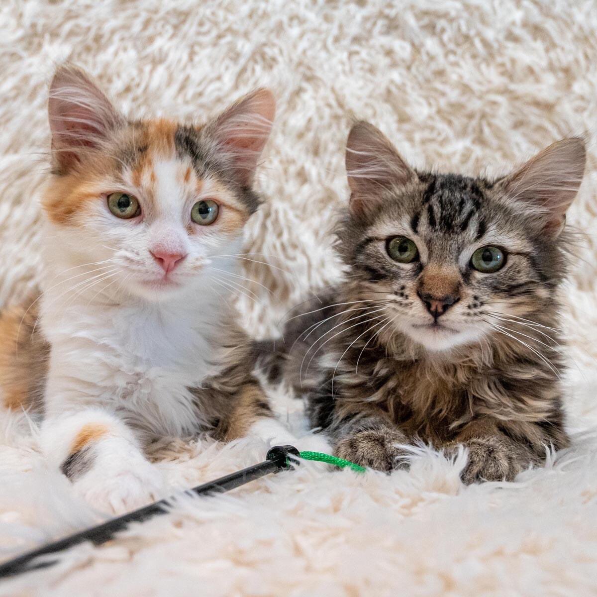 AdoptRescueCats's tweet photo. The "dynamic duo" -- CLARA &amp; COLUM -- have been adopted together!  They have found their forever home with adopter Kartika and her son.  Congrats to all!  #kittens #adopted #CatsofMCA https://t.co/SgYukAX4z3