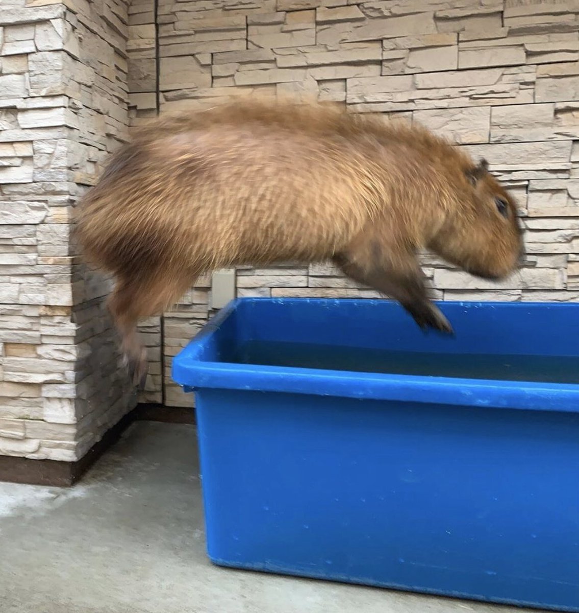 tora as capybarasa thread