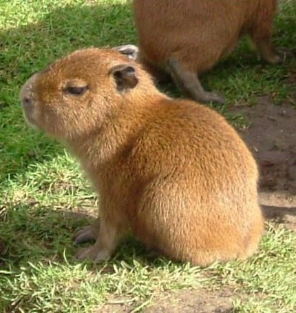 tora as capybarasa thread