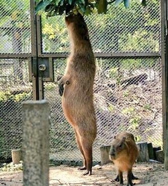 tora as capybarasa thread