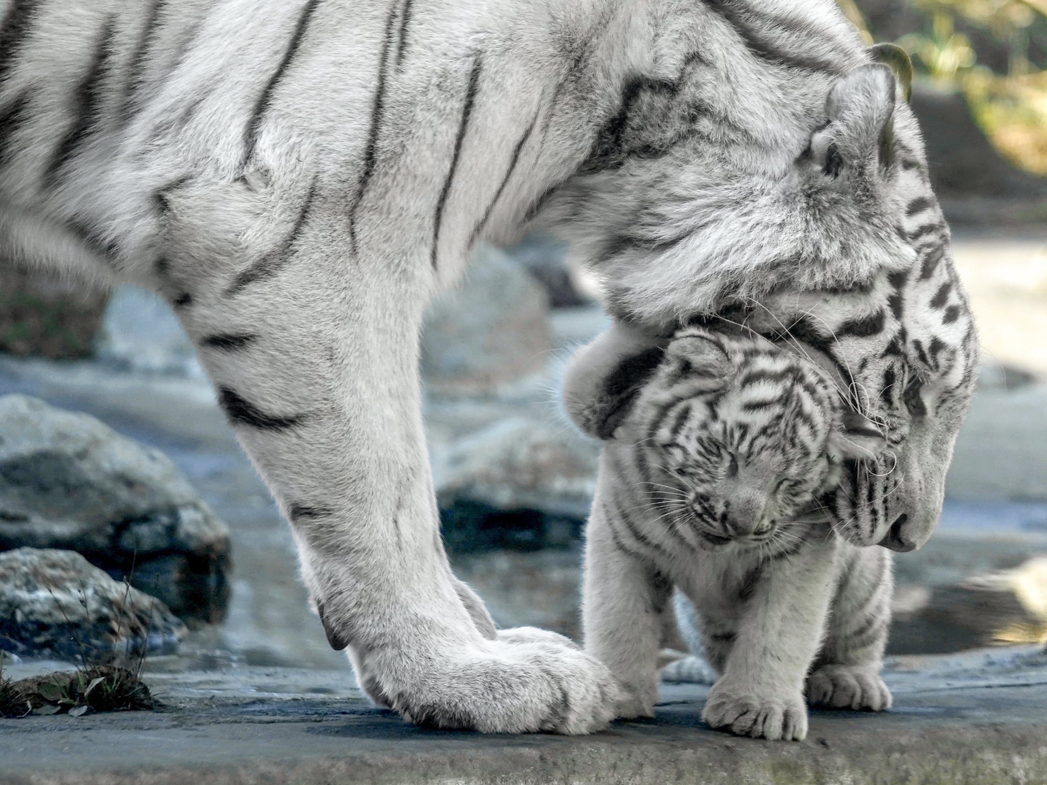 Riku 伊豆アニマルキングダムのホワイトタイガー親子 赤ちゃんがよく水場に落ちてしまうのが心配なシロップお母さん せっせと奥の安全な場所に運び 赤ちゃんのしおしお顔も復活してました ホワイトタイガー 伊豆アニマルキングダム T Co