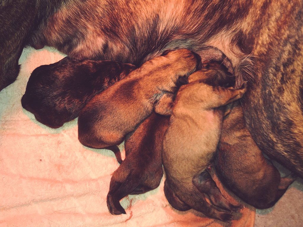 WMPDogs's tweet photo. An early 3am call for our fantastic kennel staff this morning to help deliver our latest bunch of crime fighters. So far 5 chunky & healthy Dutch Shepherd pups. Mum 'Titch' doing really well ๐๐พ #puppydevelopment #futureK9 https://t.co/7eTc6osV9A