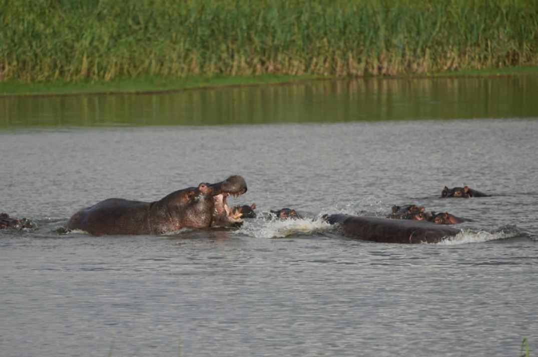 GoSafarisAfrica's tweet photo. Amazing One day trip to @AkageraPark #VisitRwanda #Gamedrive #Rwanda #Gosafari #RemarkableRwanda Ask quote Email:gosafarisafrica@gmail.com or Call +250788365595 https://t.co/vkEbTp5JDa