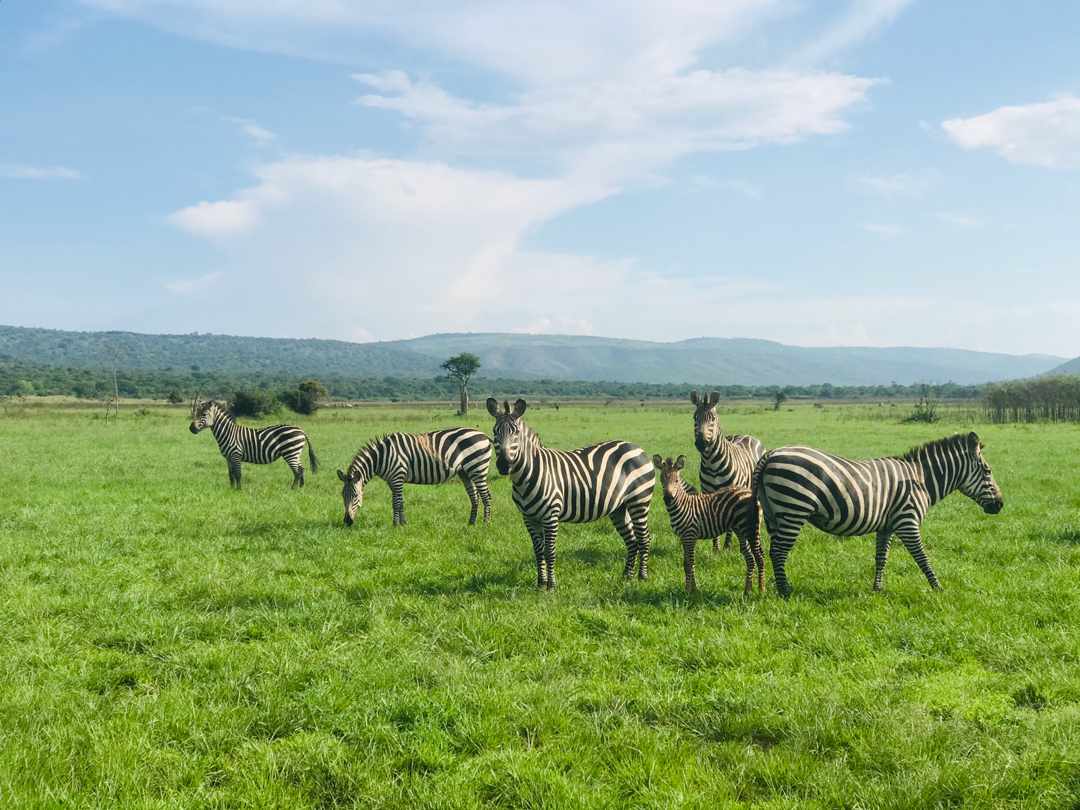 GoSafarisAfrica's tweet photo. Amazing One day trip to @AkageraPark #VisitRwanda #Gamedrive #Rwanda #Gosafari #RemarkableRwanda Ask quote Email:gosafarisafrica@gmail.com or Call +250788365595 https://t.co/vkEbTp5JDa