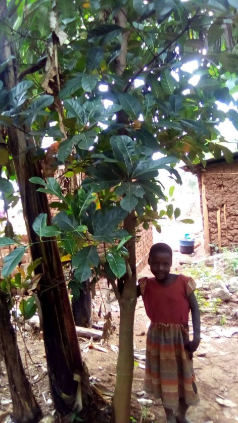 SchoolsTrees1's tweet photo. Way back in 2016, we embarked on a tree planting expedition, working with children in communities and schools as way of tackling Climate Change. Fast forward to 2020,the trees are doing pretty well in Buwolero Village, Jinja. All we need is action backed with monitoring. https://t.co/6Rz19Eld4h