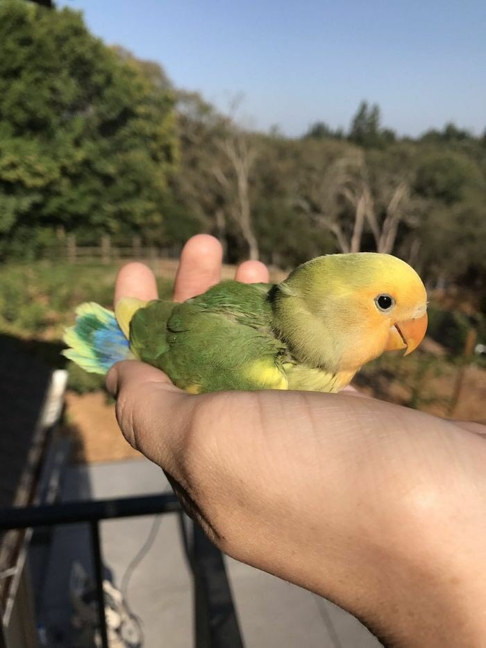 попугай киви бирюзовый.