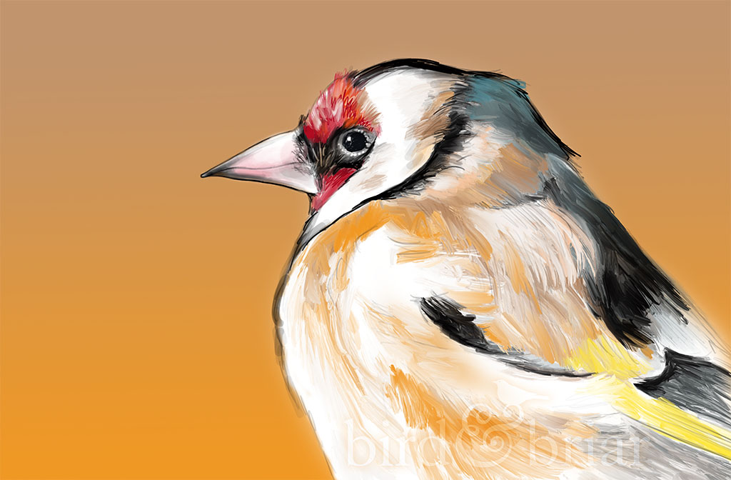 Something new! A fast goldfinch sketch for this week's #colour_collective