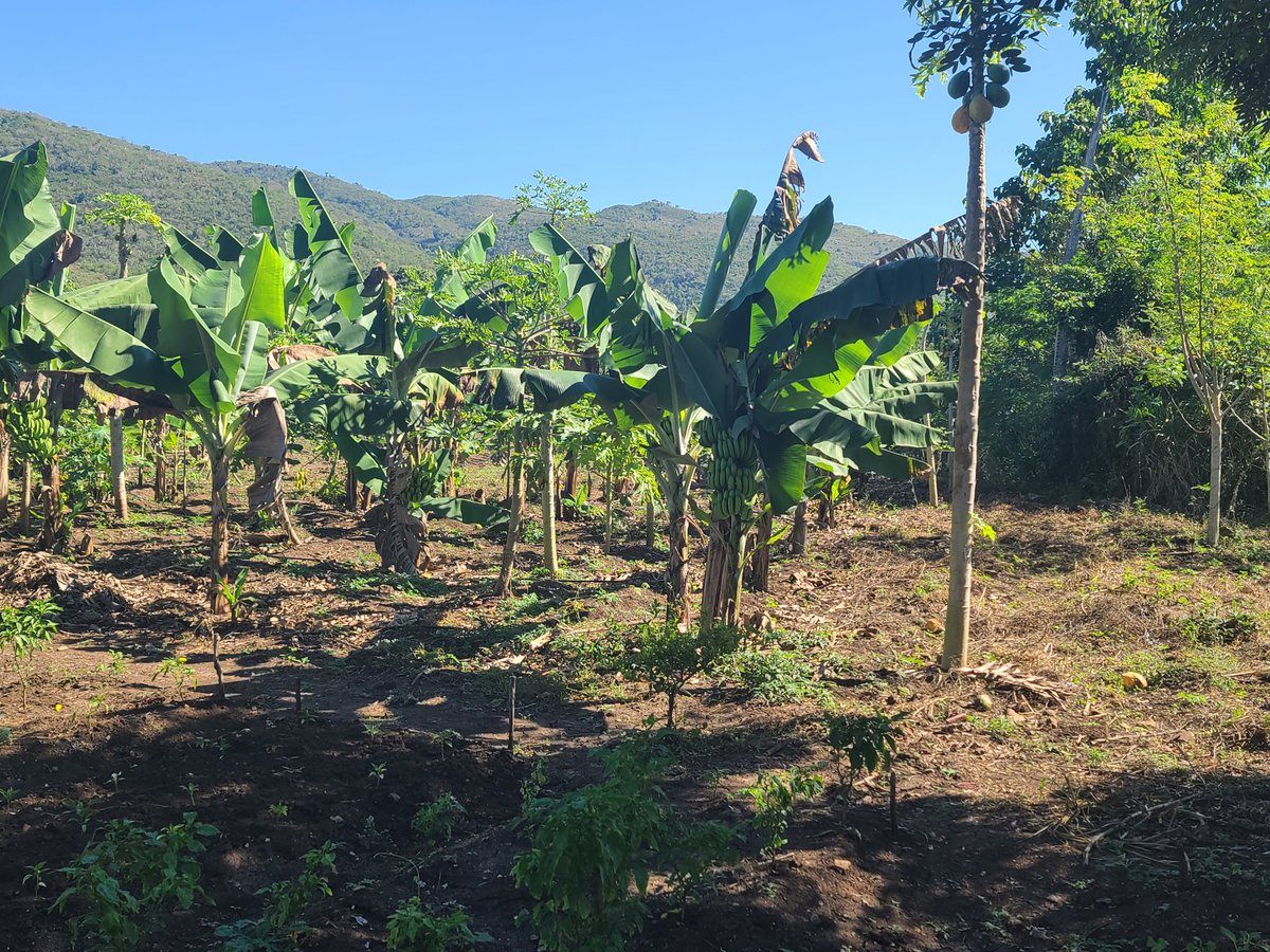 My cousin is building a pool. And some pictures from his garden. After this the picture and video taking picks up considerably.  #Haiti