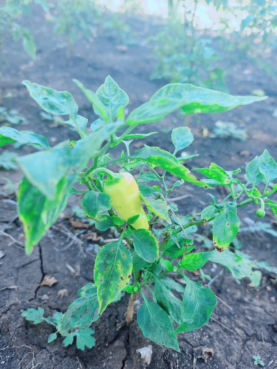 My cousin is building a pool. And some pictures from his garden. After this the picture and video taking picks up considerably.  #Haiti