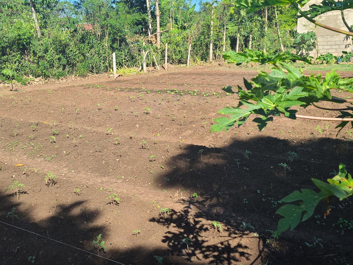 My cousin is building a pool. And some pictures from his garden. After this the picture and video taking picks up considerably.  #Haiti