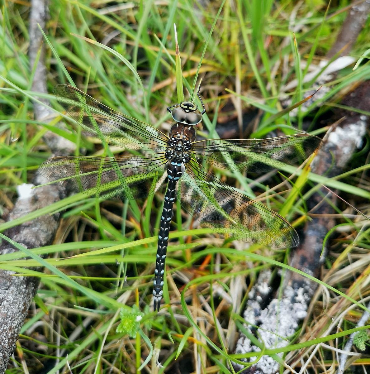 "Dragonflies spend up to 95% of their life cycle in water so with 1/3 of UK dragonflies in decline (3 of which only breed in Scotland!) reducing riparian pollution, restoring straightened rivers to meanders &/or creating a pond could help these midge munching inverts!"