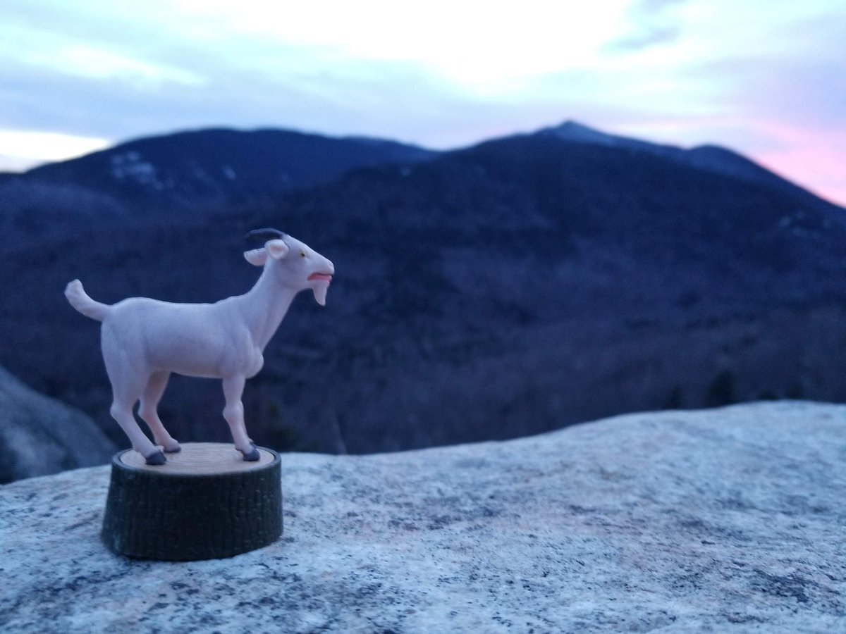 SteveTLong's tweet photo. Screaming goat screams from the mountain tops. https://t.co/CiK9g3pVqC