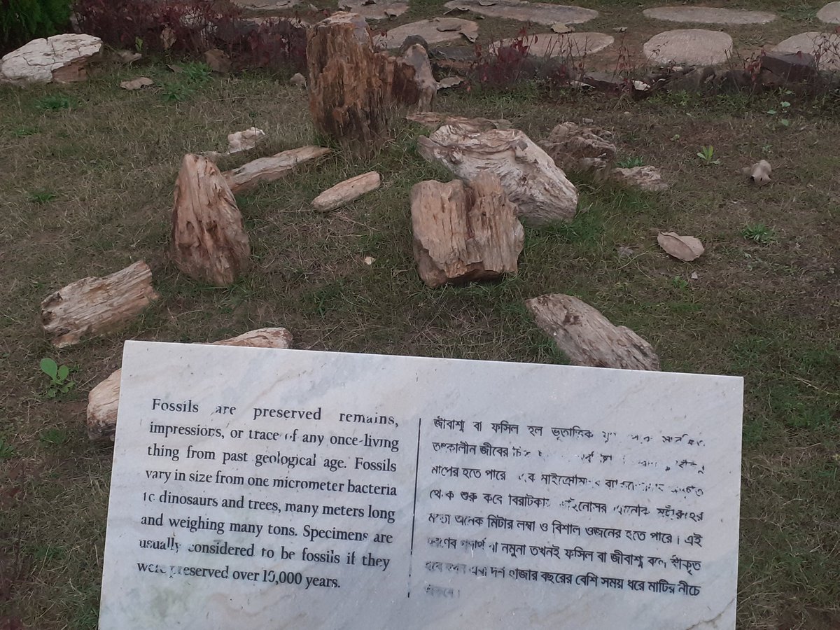 asissadhu's tweet image. #WoodFossil Park at Bolpur #SaveforestSavedreams