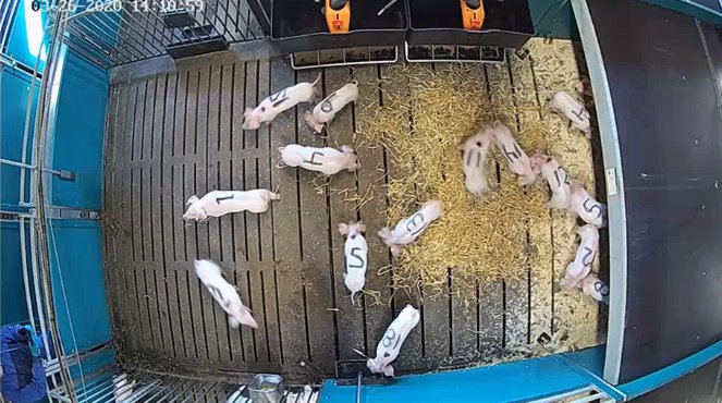 What do farmers and consumers think about #PrecisionLivestockFarming technologies and their role in improving #animalwelfare? Here you can read a summary of our research findings ➡ bit.ly/3nyYUeI