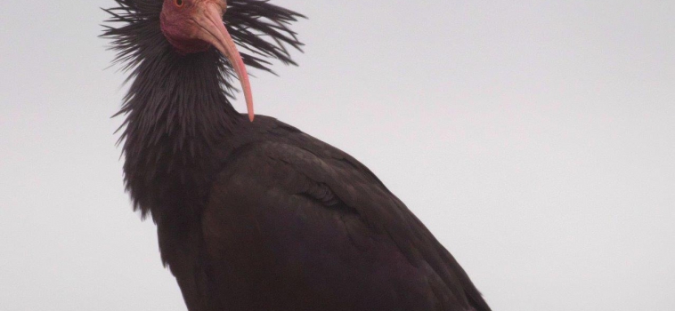 SEO_BirdLife's tweet photo. 😟 ¿Es posible disparar a una especie en peligro de extinción y declarada extinta en la península ibérica? 
😡 Pues parece que si, y no a 1, sino a 5 ejemplares 
🤜🔴Nos personamos por la comisión de un delito contra la fauna #GuardianesDeLaNaturaleza
https://t.co/yDXYOXTvAd https://t.co/dKwg19zFze