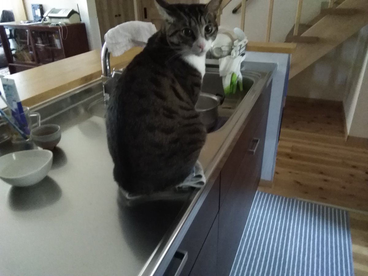 おきなが明久 On Twitter 寒い朝 なぜここにいる 我が家の猫 その1 流しのステンレスに置いてあるふきんの上に座る その2 日向ぼっこはわかるけど なぜ こんな不安定なところに