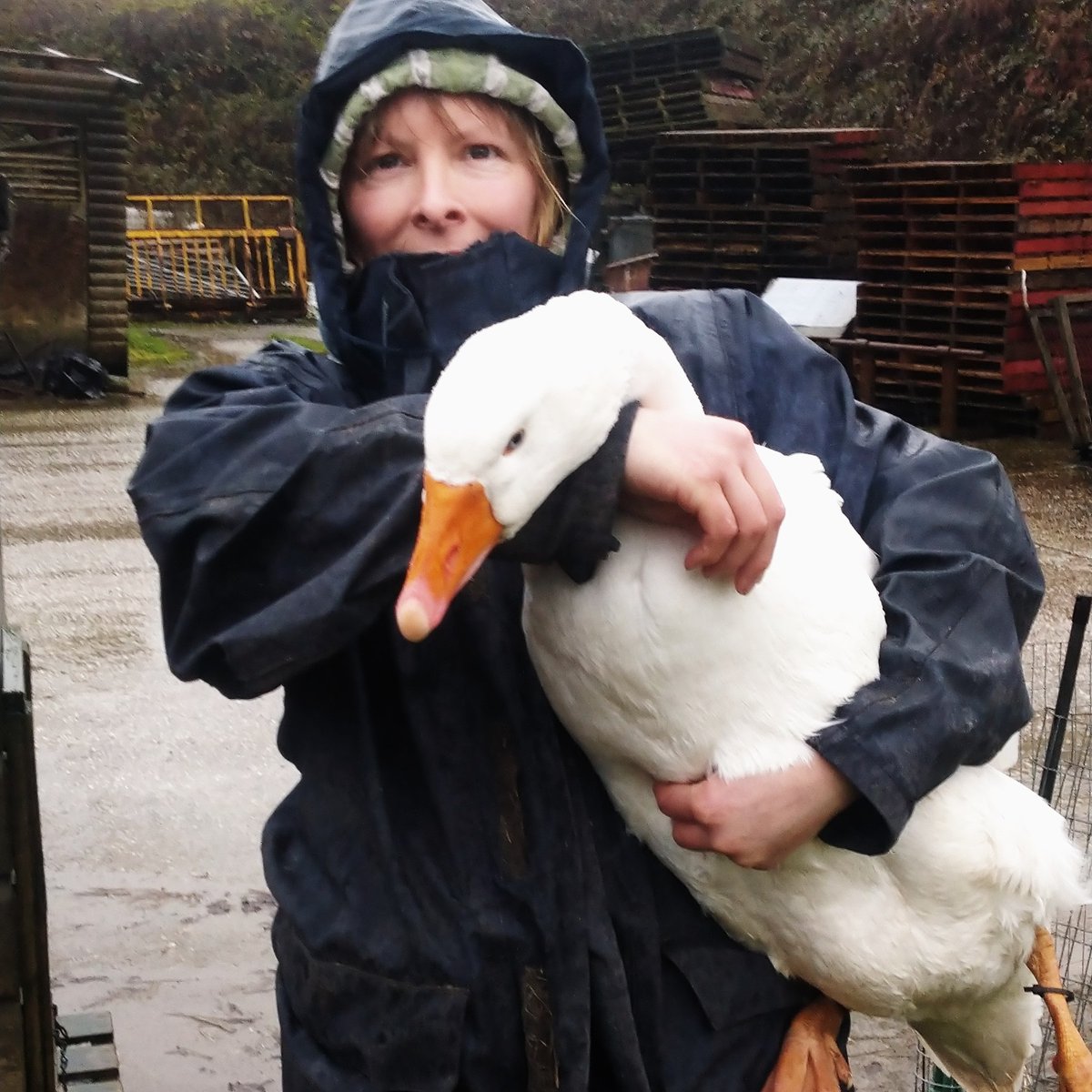Our handsome Pilgrim Gander.
With my short body he looks huge, well he was for me when i carried him down off the hill in this wet weather whilst slip sliding around in the mud!
He is now in his winter quarters.
 @RBSTrarebreeds #farminglife #lovemyjob #lovemygeese