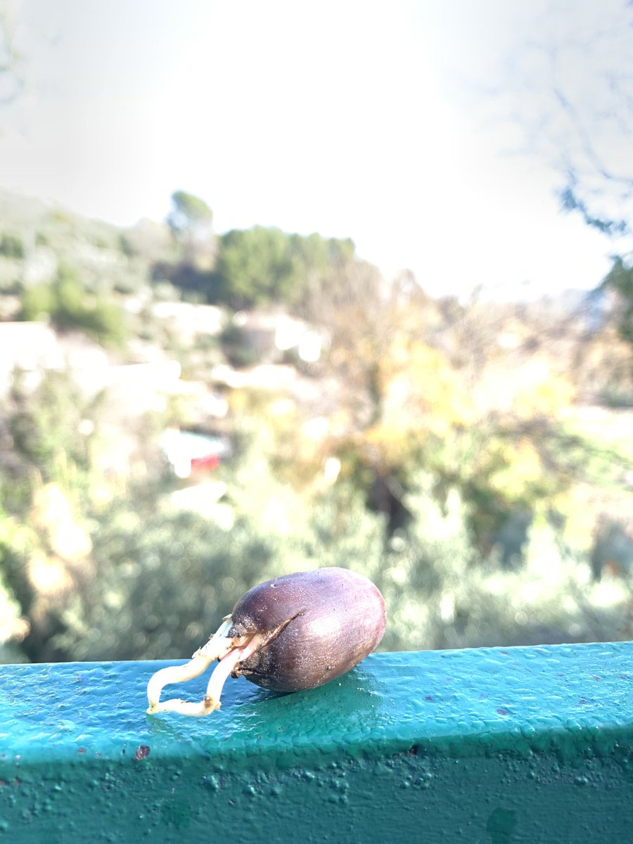 La recogida de #bellotas de hoy ha sido un #exitazo muchas de ellas ya habían #germinado de forma #natural.
Seguimos #Enamorandonos de la #naturaleza 
Esperemos que germinen y podamos montar un buen #pinar.
#ctma #buenviernes