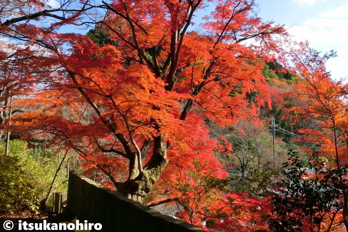 itsukanohiro's tweet photo. いつかの綺麗だった♪

#紅葉 
#写真好きな人と繋がりたい https://t.co/N2kJui1NCo