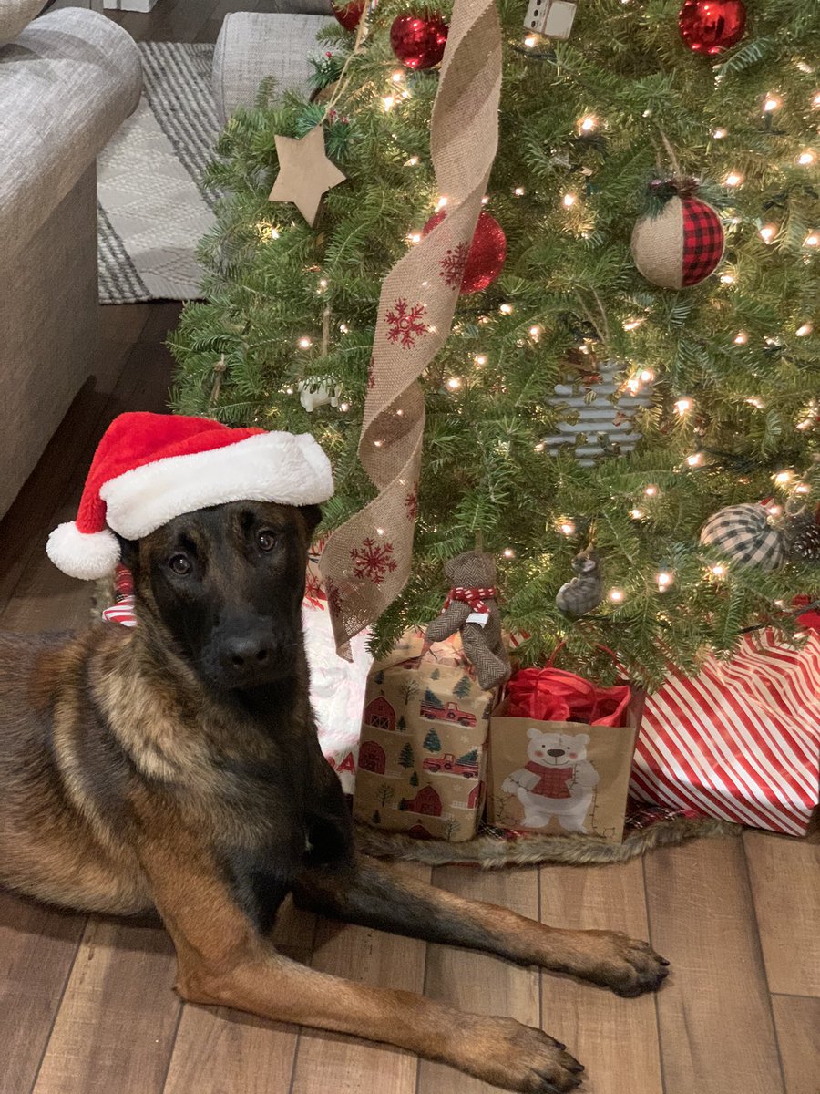 K9Zeke's tweet photo. Merry Christmas from K9 Zeke. #notphotoshop #santashouldbescared https://t.co/KHlpVZBVeZ