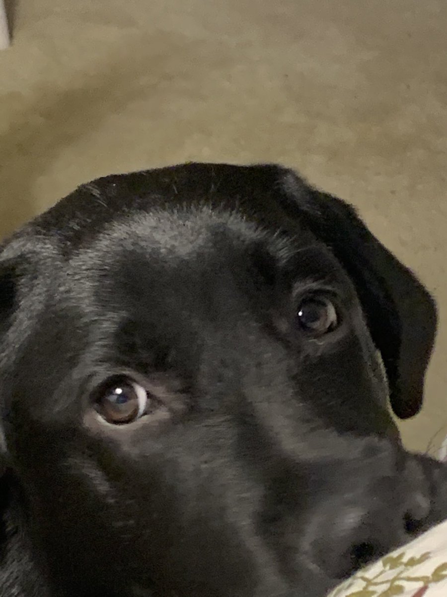 harrisv24's tweet photo. Finally got a photo of my sweet  #covid19 black lab puppy, Winnie!  She brings us such joy and many teeth marks on our shoes and furniture. #Happiness #puppy. https://t.co/5Yh4jJwRRo
