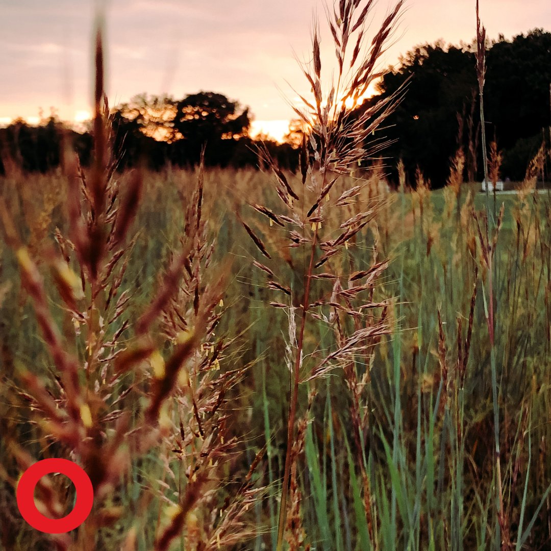 🌾 As a landowner, you can’t have your eyes on every blade of grass at all times. With OPSICA, you don’t need to. 

Get in touch to see how we can provide your farm with a comprehensive security service.

bit.ly/3gO1RU3

#farming #farm #security #CCTV