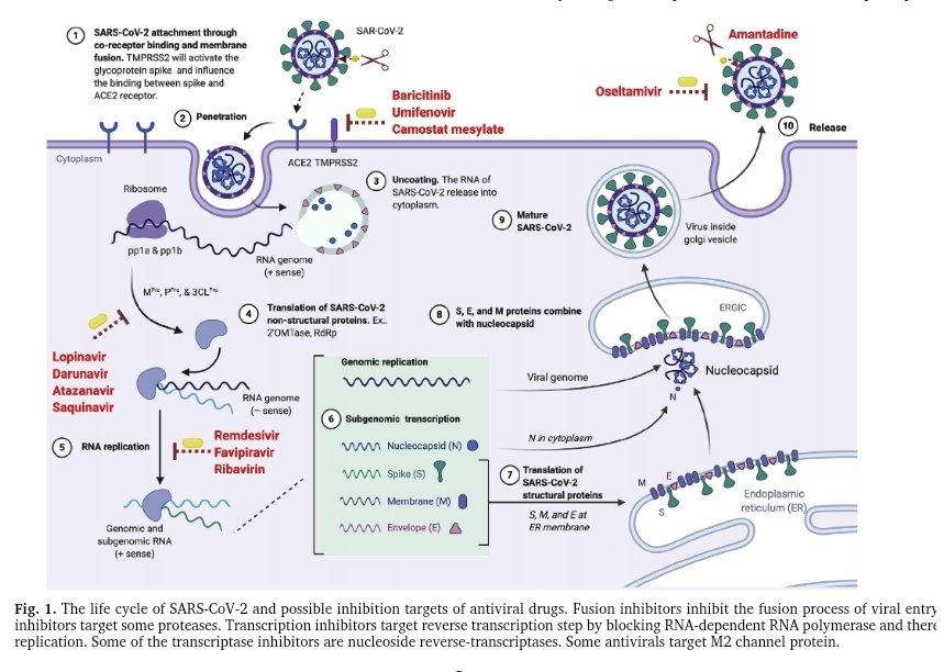 "We have reviewed anti-SARS-CoV-2 potencies of available antiviral drug groups such as fusion inhibitors, protease inhibitors, neuraminidase inhibitors, and M2 ion-channel protein blockers." https://www.researchgate.net/publication/342867143_Antivirals_for_COVID-19_A_critical_review