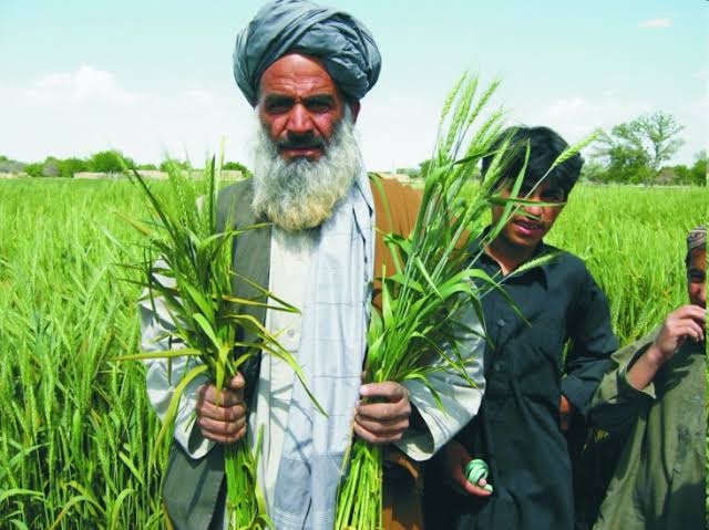 Ashahid45's tweet photo. Farmers are the best.
@SarsabzOfficial
#SarsabzPakistan https://t.co/z2jGSZuIQg
