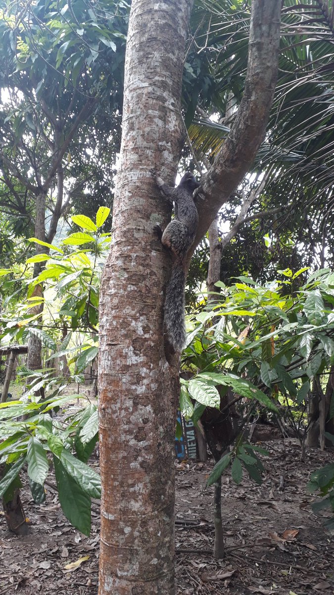 AAALosPinos's tweet photo. Buenos días!
El Campo es vida.👨🏻‍🌾
🐿 #AAALosPinos 🐿 https://t.co/hTZepmiGpB