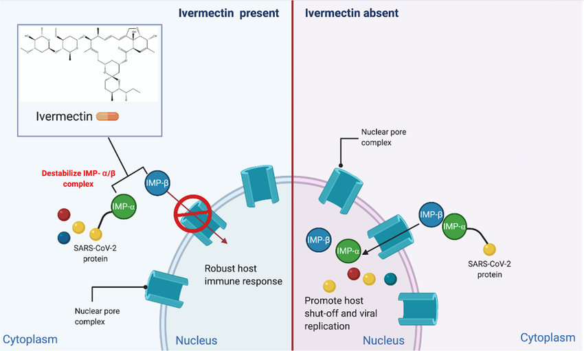 "Antiviral Activity of Ivermectin Against SARS-CoV-2: An Old-Fashioned Dog with a New Trick - A Literature Review" https://www.researchgate.net/publication/343689933_Antiviral_Activity_of_Ivermectin_Against_SARS-CoV-2_An_Old-Fashioned_Dog_with_a_New_Trick_-_A_Literature_Review