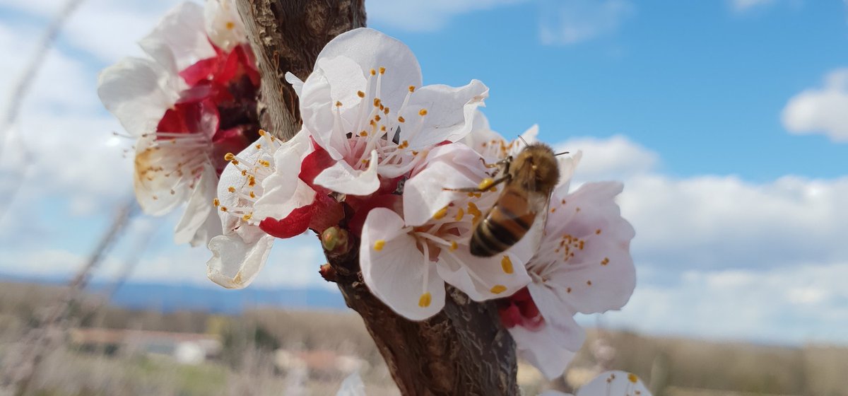 JorisM26's tweet photo. Les #agriculteurs n'ont pas besoin d'une loi absurbe de @barbarapompili pour apprendre à protéger les #abeilles 
#agriculteursendanger https://t.co/aXUt5t3Ejr