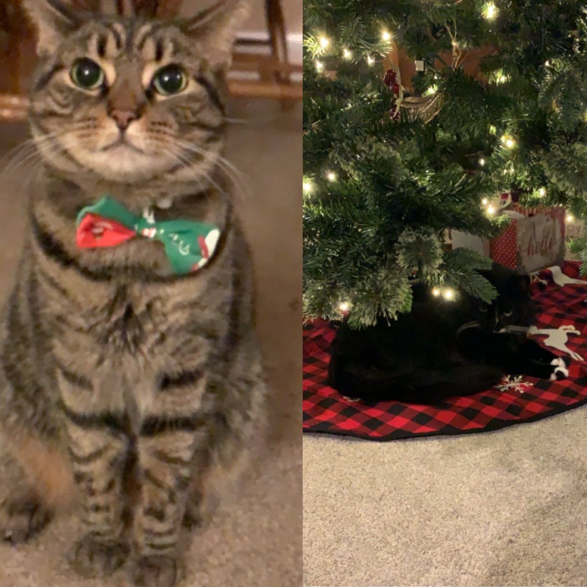 Mrs. Bauer (@mrs_s_bauer) on Twitter photo Pebbles is fully in the spirit of Red and Green Day, Rocky however didn’t want to leave his sleeping spot to show his fancy bow tie 😻 #BMSHappyHolidays <a href="/BMSSharosky/">BMSSharosky</a> Pebbles is fully in the spirit of Red and Green Day, Rocky however didn’t want to leave his sleeping spot to show his fancy bow tie 😻 #BMSHappyHolidays <a href="/BMSSharosky/">BMSSharosky</a>