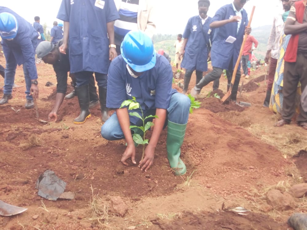 IntumwaNews's tweet photo. #Burundi Le Ministère de l'Elevage, de l'Agriculture et de l'Environnement (@BMineagrie) a procédé ce 18/12/2020 à #Mutumba en @KarusiProvince au lancement officiel de la campagne de pulvérisation, fertilisation et plantation des plants des caféiers dans tout le pays: 2020-2021 https://t.co/bEtjlh2EVq