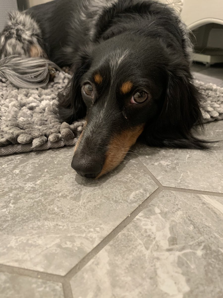 kanstadt's tweet photo. A dachshund sweater could never actually be considered ugly, but it’s my #favorite Christmas sweater @CouncilWhitmer #dachshundthroughthesnow #dachthehalls #docthedach https://t.co/baG1iI8WwT