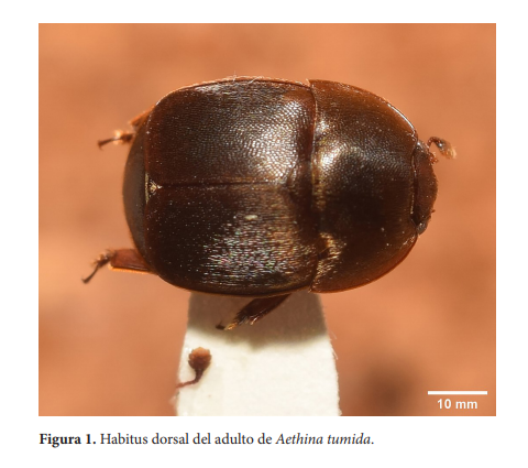 theFSCA's tweet photo. #NewLiterature García-Ochaeta. Primer registro del pequeño escarabajo de la colmena Aethina tumida Murray (#Coleoptera: #Nitidulidae) en colmenas de abejas africanizadas en Guatemala. Insecta Mundi 0826: 1-4. https://t.co/dyao3Qfj6O https://t.co/bl9TZPG7ov