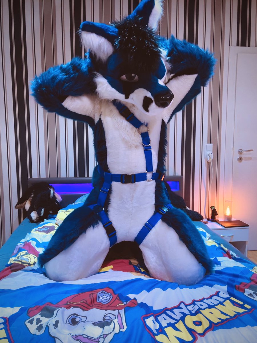 Vaeltaja (@vaeltaja13) on Twitter photo It seems my <a href="/Crunchycurl/">Crunchycurl</a> harness might have slipped a bit. You mind helping me with that?
Does this already count as horny on main for #FursuitFriday ? It seems my <a href="/Crunchycurl/">Crunchycurl</a> harness might have slipped a bit. You mind helping me with that?
Does this already count as horny on main for #FursuitFriday ?