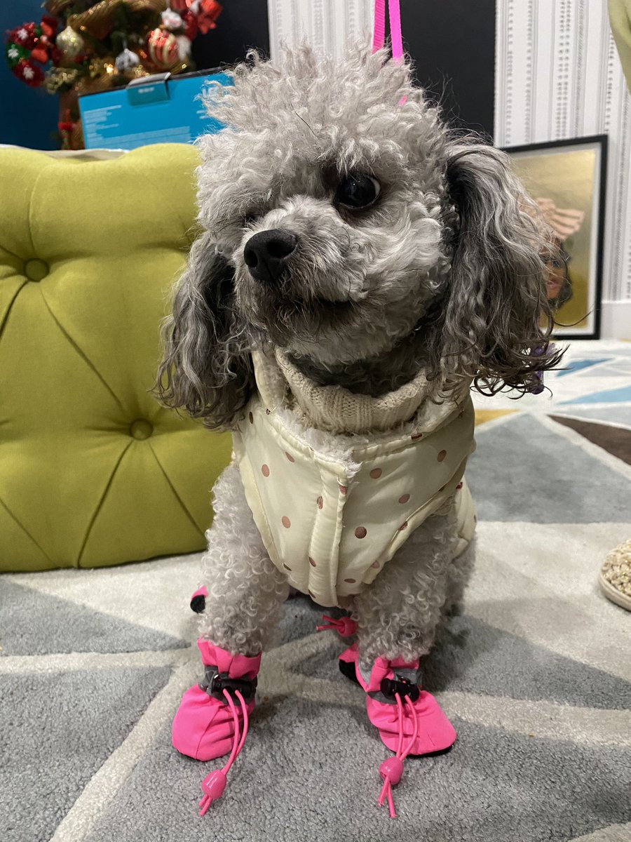 Paris is ready for her morning walk. Little diva dog doesn’t like walking through the snow or wet grass. #BadandBougie