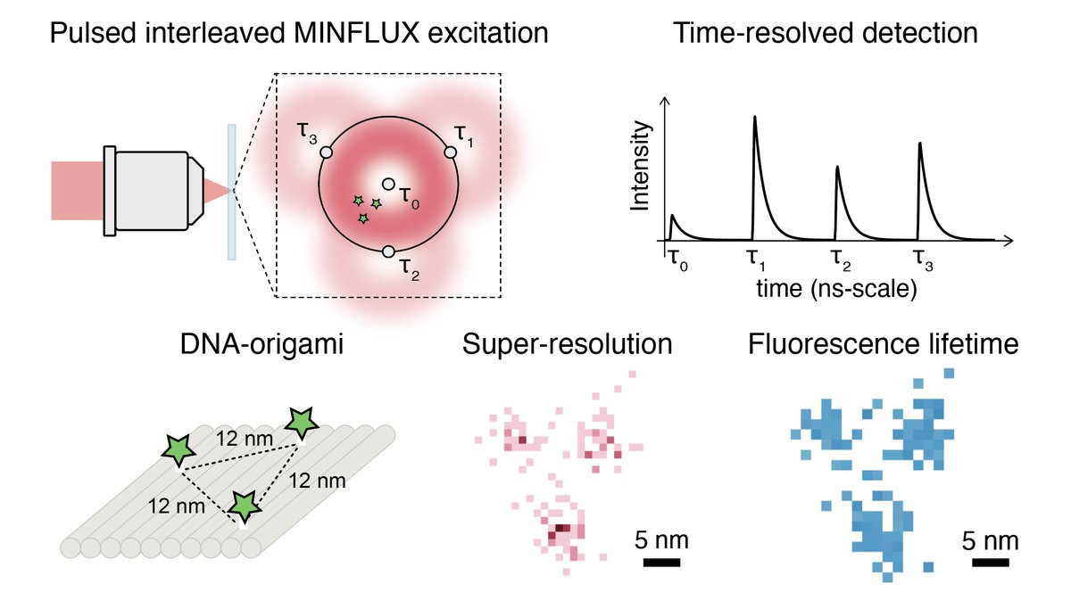 FerStefaniLab's tweet photo. 1/6 We are delighted to present our work on pulsed interleaved MINFLUX. p-MINFLUX is a simplified implementation of the MINFLUX concept that provides 1-2 nm localization precision and access to lifetime information! Great collaboration with @TinnefeldLab!

https://t.co/qBaPH9RfWw https://t.co/DaXcAyfKz5