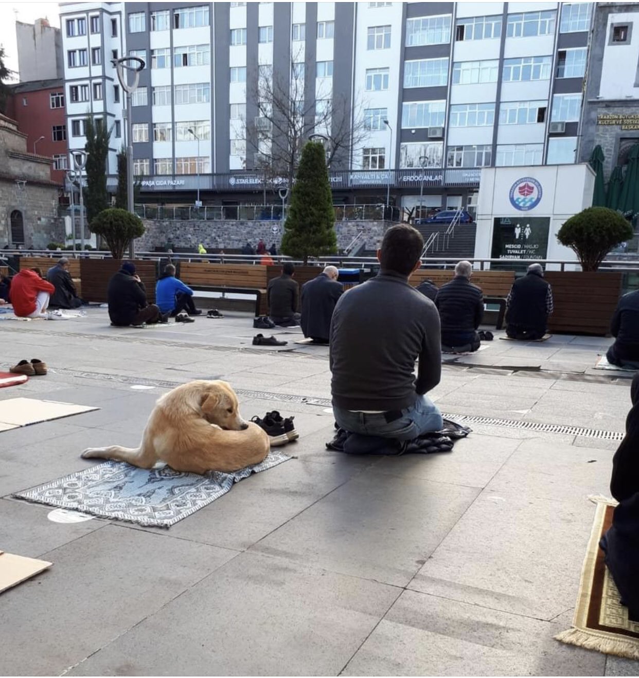 Erkan Yuce On Twitter Yer Trabzon Iskenderpasa Camii Cuma Namazi Vakti Kopek Gencin Seccadesine Siginirken Genc Onu Rahatsiz Etmemek Icin Havanin Soguk Olmasina Ragmen Ceketini Cikarip Onun Uzerinde Namazini Kiliyor Az Da Olsa Bu Dunyayi