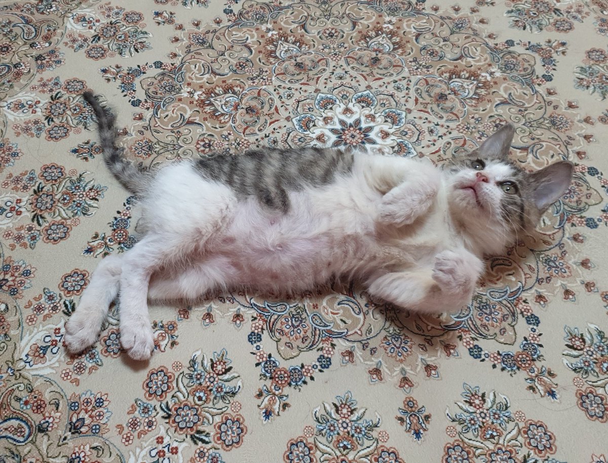고로미미 tweet media