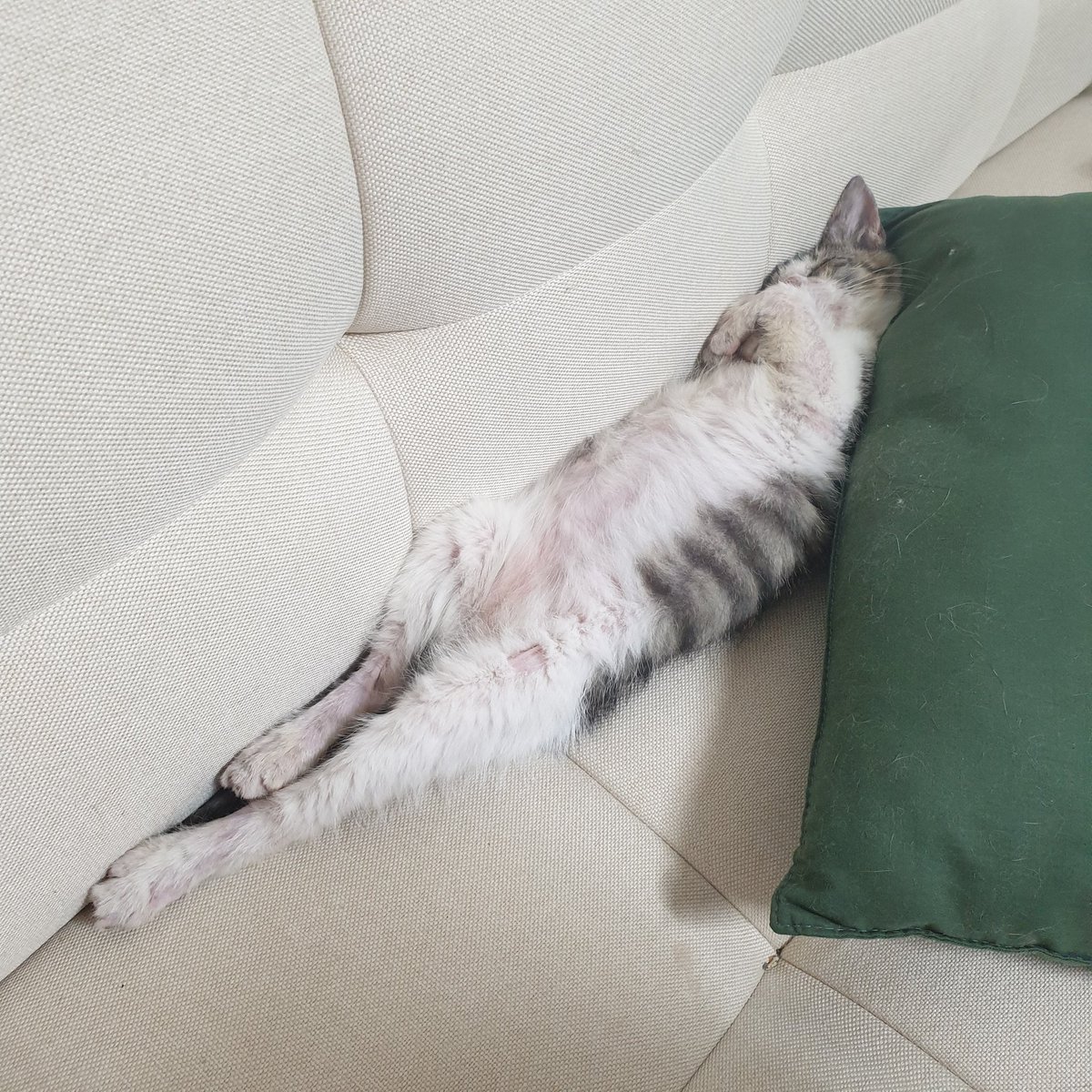 아기고양이 살리 입양보냅니다

1. 나이: 약 3개월
2. 성별: 수컷
3. 지역: 서울 (수도권, 경북권 방문가능)
4. 입양조건: 책임비 5만원/대학생 가능(보호자 동의 필수)/원룸 가능(수직공간, 집주인 동의 필수)/다묘가정 환영

병력이나 성격 등 기타 특이사항은 DM 주시면 상세히 안내해드립니다