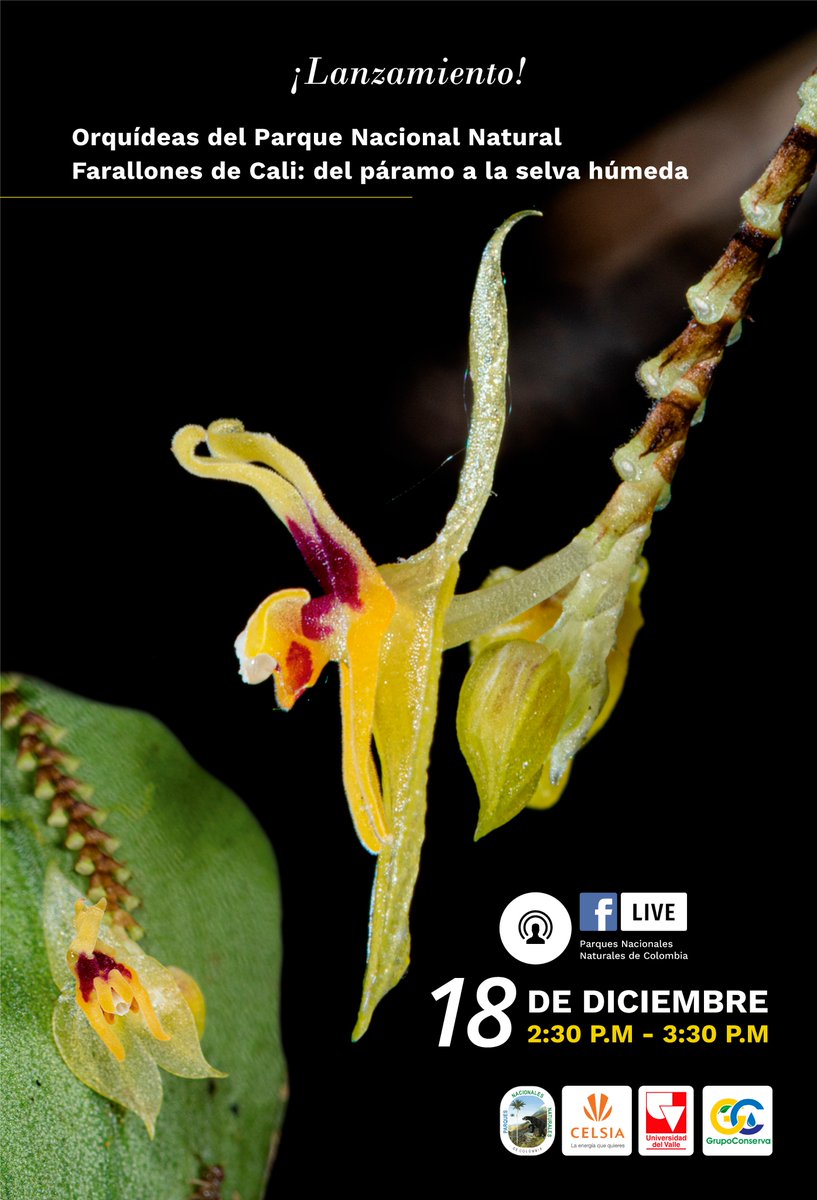 ParquesColombia's tweet photo. Recuerda que este viernes, a las 2:30 p.m., realizaremos a través de nuestra página de Facebook el lanzamiento del libro “Orquídeas del Parque Nacional Natural Farallones de Cali: del páramo a la selva húmeda”. https://t.co/6SgkmCr1s3